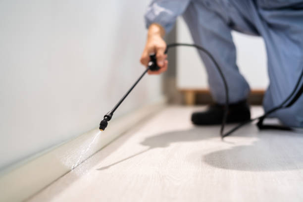 Certified termite inspector examining foundation in Rossville